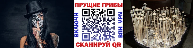 Галлюциногенные грибы Psilocybe  Нюрба 